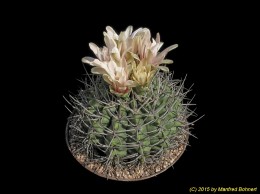 Gymnocalycium mostii 212